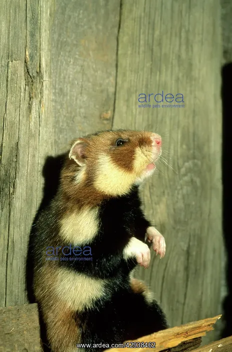 : Wild Common Hamster - Checks for danger, feeding : Wild Common Hamster - Checks for danger, feeding