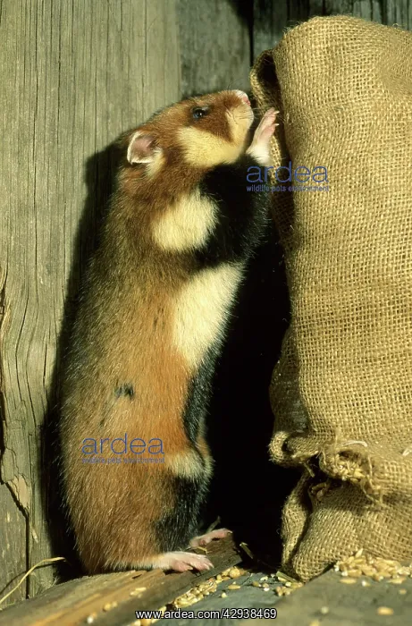  : Wild Common Hamster - Checks a sack, feeding in a granary