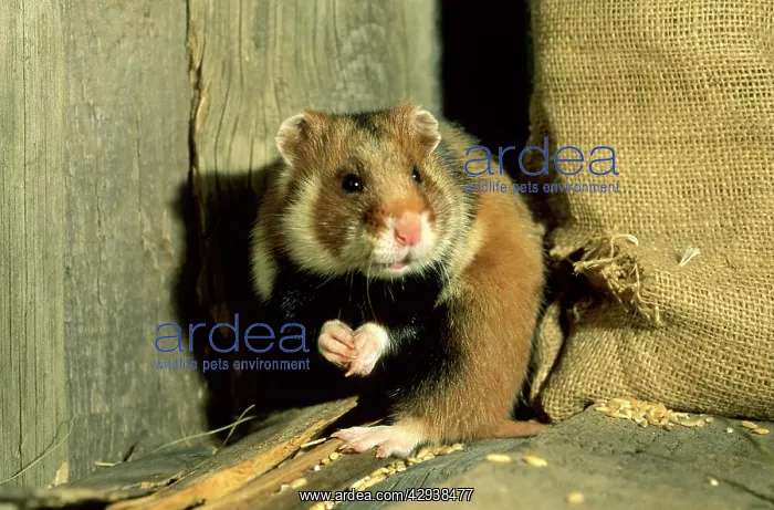 : Wild Common Hamster - Feeding in a granary : Wild Common Hamster - Feeding in a granary