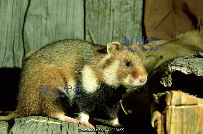 : Wild Common Hamster - Feeds in a granary : Wild Common Hamster - Feeds in a granary