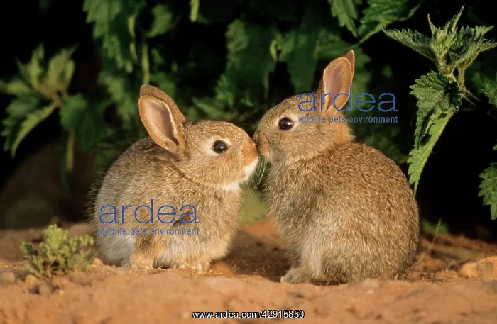 : Wild Common RABBITS - young : Wild Common RABBITS - young