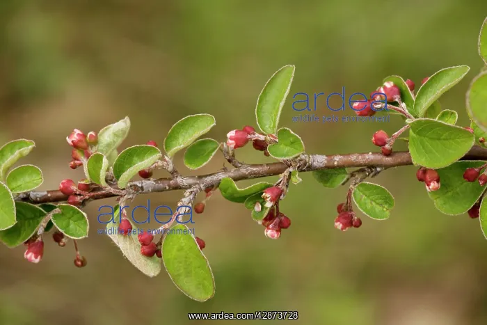 : A wild cotoneaster : A wild cotoneaster