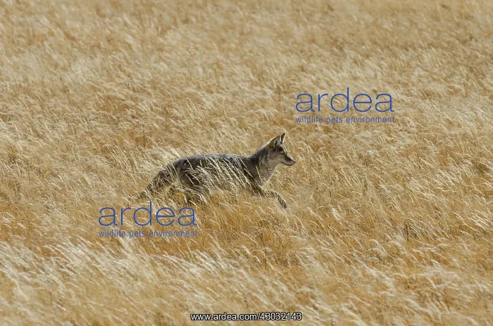 : Wild Coyote (Canis latrans) walking through golden : Wild Coyote (Canis latrans) walking through golden