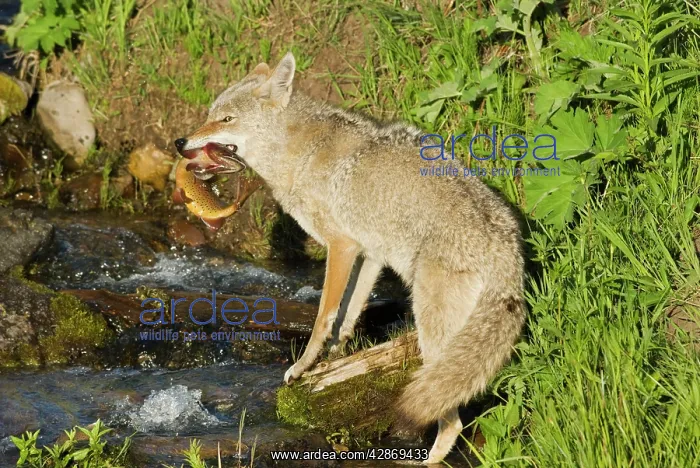 : Wild Coyote - catching cutthroat trout in small : Wild Coyote - catching cutthroat trout in small