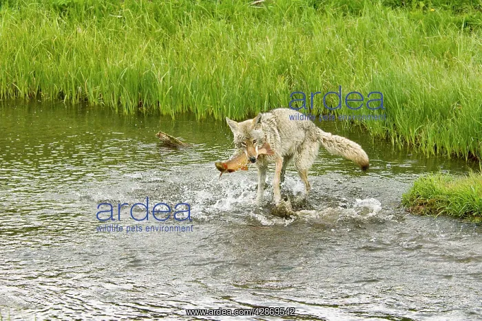 : Wild Coyote - catching cutthroat trout in small : Wild Coyote - catching cutthroat trout in small