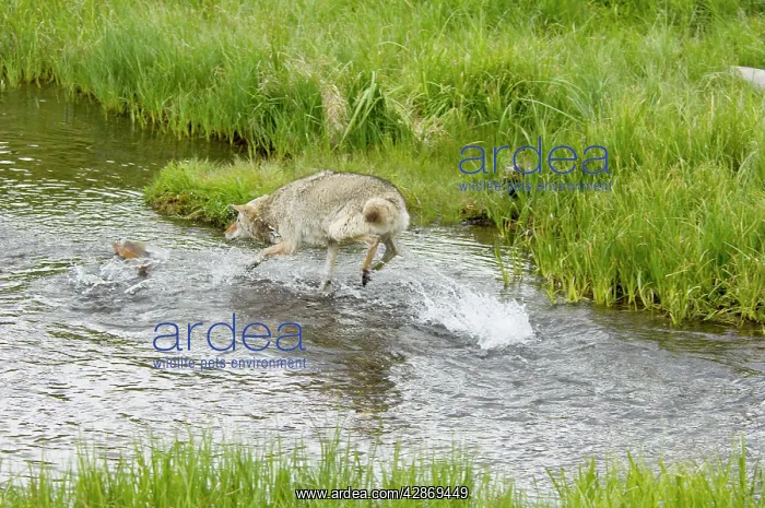 : Wild Coyote - chasing (trying to catch) spawning : Wild Coyote - chasing (trying to catch) spawning