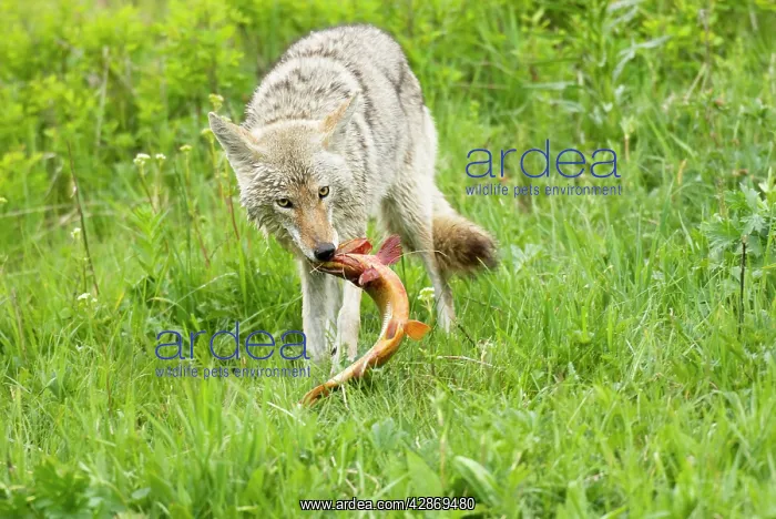 : Wild Coyote - with cutthroat trout it has just : Wild Coyote - with cutthroat trout it has just