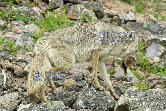 : Wild Coyote - with yellow-bellied marmot as prey : Wild Coyote - with yellow-bellied marmot as prey