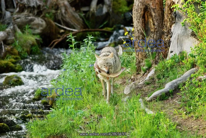 : Wild Coyotes - with cutthroat trout it has caught : Wild Coyotes - with cutthroat trout it has caught