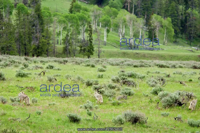 : Wild Coyotes - hunt in sage covered valley, June : Wild Coyotes - hunt in sage covered valley, June