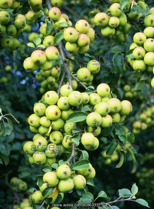 : Wild Crab Apples - in hedge : Wild Crab Apples - in hedge