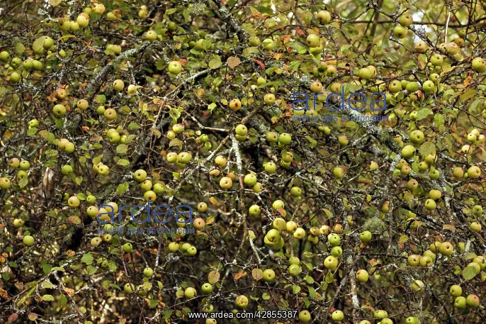 : Wild Crab Apples - in masses on tree : Wild Crab Apples - in masses on tree