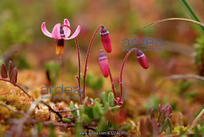 : Wild Cranberry : Wild Cranberry