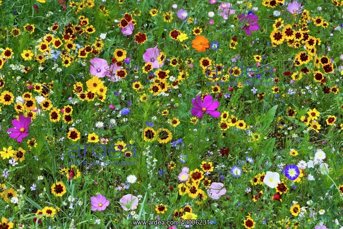 : Wild and Cultivated Flowers, planted out as seed : Wild and Cultivated Flowers, planted out as seed