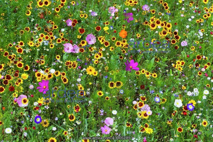 : Wild and Cultivated Flowers, planted out as seed : Wild and Cultivated Flowers, planted out as seed