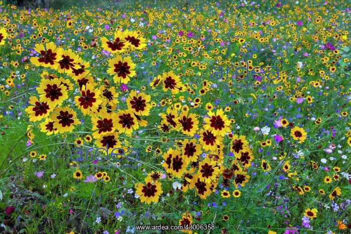 : Wild and Cultivated Flowers, planted out as seed : Wild and Cultivated Flowers, planted out as seed