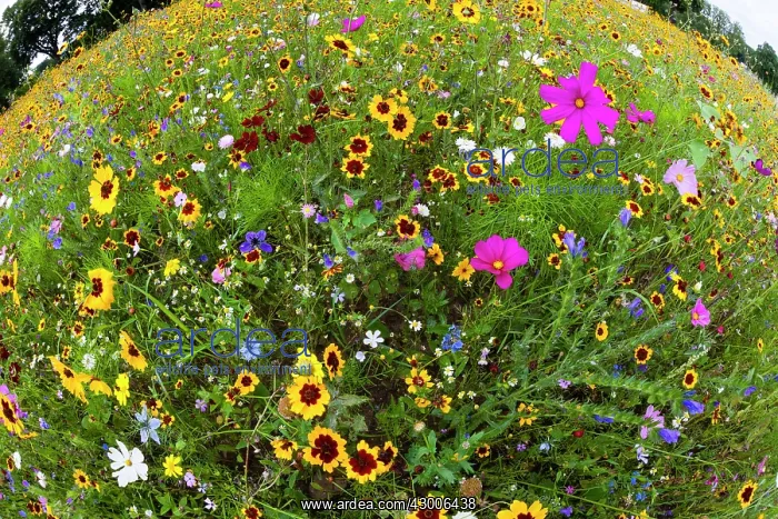 : Wild and Cultivated Flowers, planted out as seed : Wild and Cultivated Flowers, planted out as seed