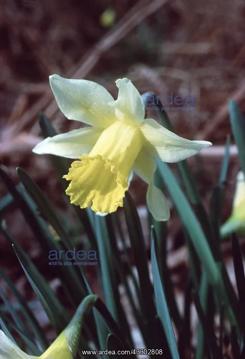 : WILD DAFFODIL : WILD DAFFODIL