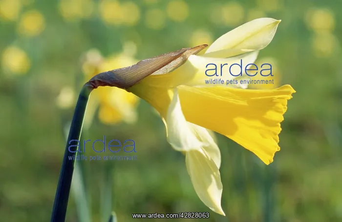 : Wild Daffodil - flower close up : Wild Daffodil - flower close up