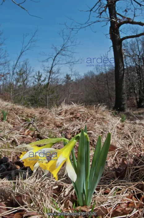 : Wild Daffodil in natural environment : Wild Daffodil in natural environment