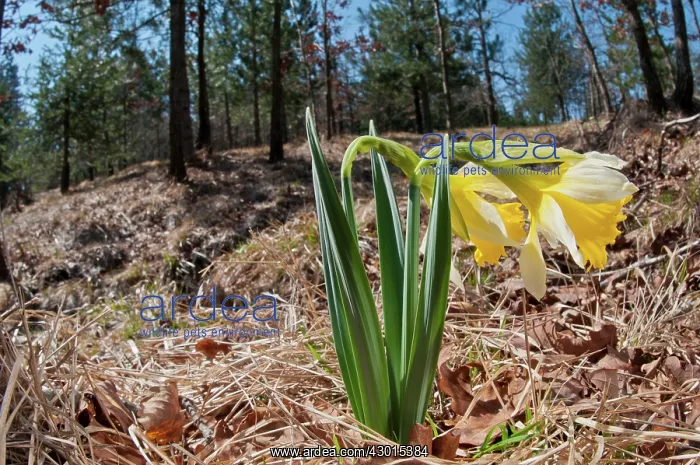 : Wild Daffodil in natural environment : Wild Daffodil in natural environment
