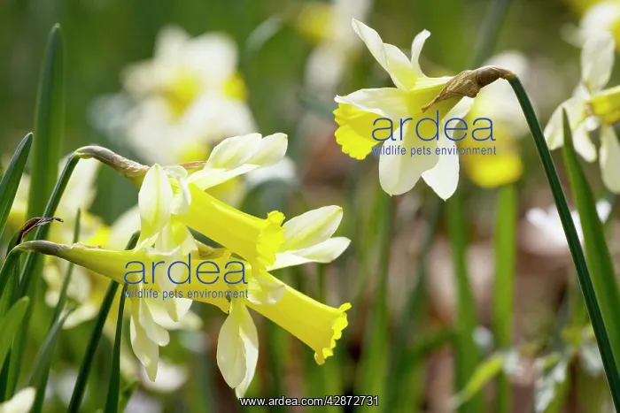 : Wild daffodils : Wild daffodils