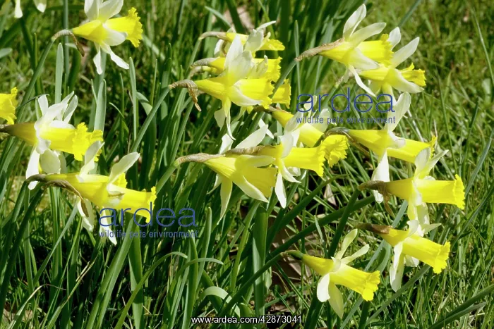 : Wild daffodils : Wild daffodils