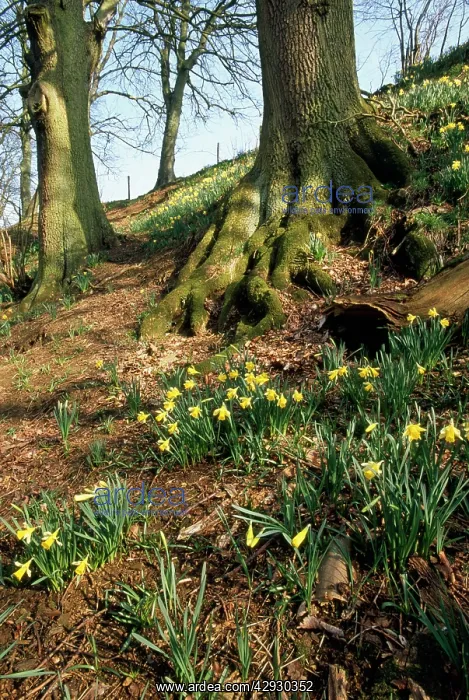 : Wild Daffodils : Wild Daffodils