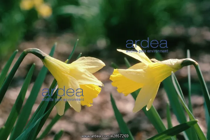 : WILD DAFFODILS - in ancient woodland : WILD DAFFODILS - in ancient woodland