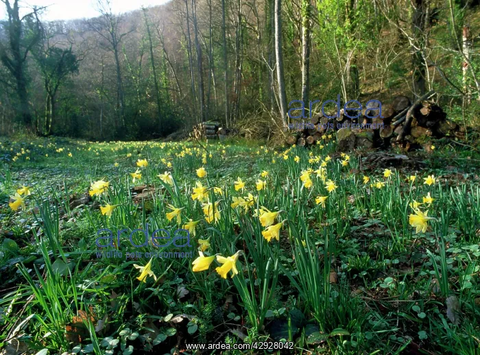 : Wild DAFFODILS - in cleared area : Wild DAFFODILS - in cleared area