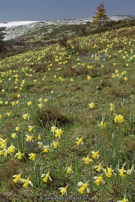 : Wild Daffodils flowering as the snow melts in spring : Wild Daffodils flowering as the snow melts in spring