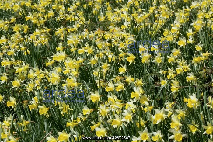 : Wild daffodils - in huge quantity in old fields : Wild daffodils - in huge quantity in old fields