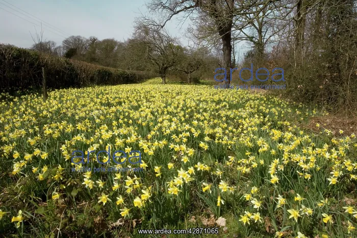 : Wild daffodils in huge quantity in old fields near : Wild daffodils in huge quantity in old fields near