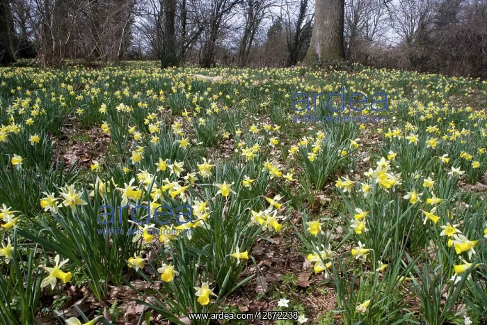 : Wild daffodils - in huge quantity in old woods : Wild daffodils - in huge quantity in old woods