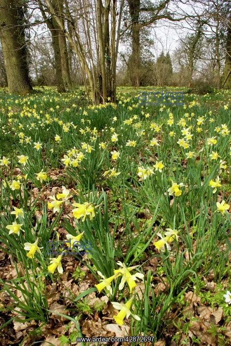 : Wild daffodils - in huge quantity in old woods : Wild daffodils - in huge quantity in old woods
