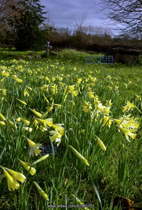 : Wild Daffodils - in old churchyard : Wild Daffodils - in old churchyard