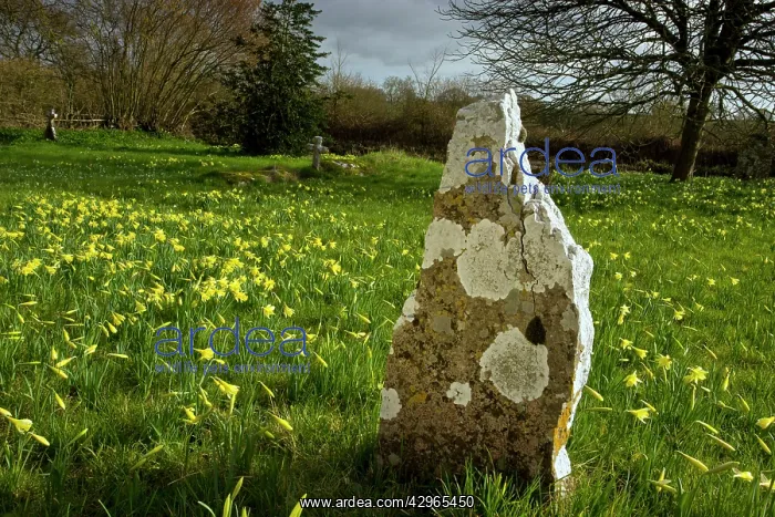 : Wild Daffodils - in old churchyard - with lichen-covered : Wild Daffodils - in old churchyard - with lichen-covered