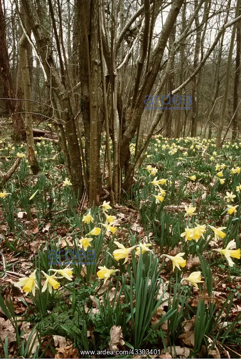 : WILD DAFFODILS - In Old Coppice : WILD DAFFODILS - In Old Coppice