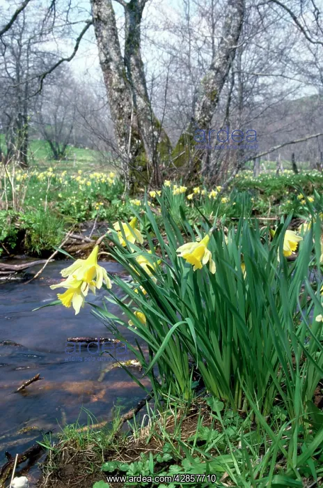 : Wild Daffodils - overlooking stream : Wild Daffodils - overlooking stream