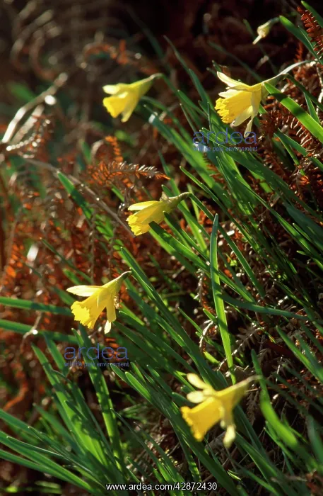 : WILD DAFFODILS - in sunlight : WILD DAFFODILS - in sunlight