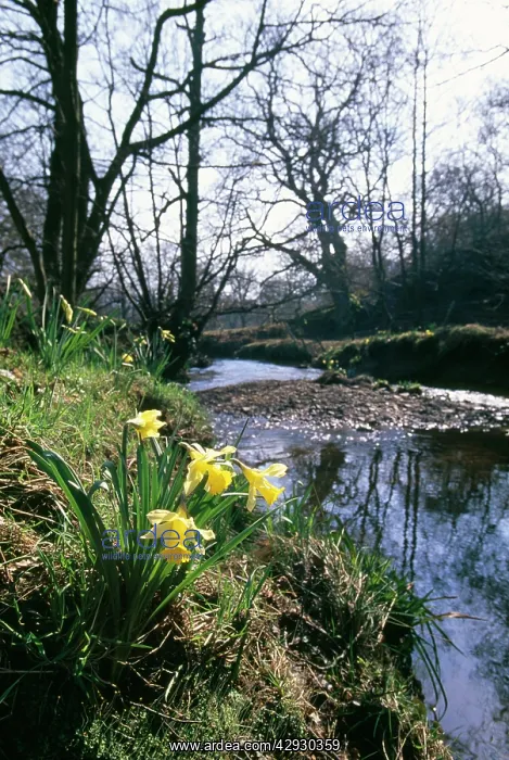 : Wild Daffodils - by water : Wild Daffodils - by water