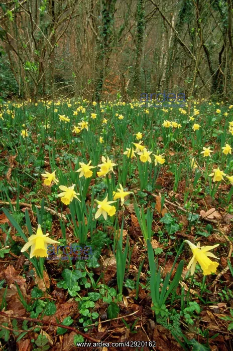 : Wild Daffodils - in wood : Wild Daffodils - in wood