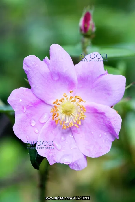 : Wild dew covered Nootka Rose (Rosa nutkana) : Wild dew covered Nootka Rose (Rosa nutkana)