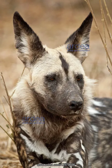  : Wild Dog (Lycaon pictus). Mashatu Game Reserve - Botswana