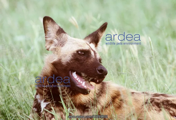 : WILD DOG : WILD DOG