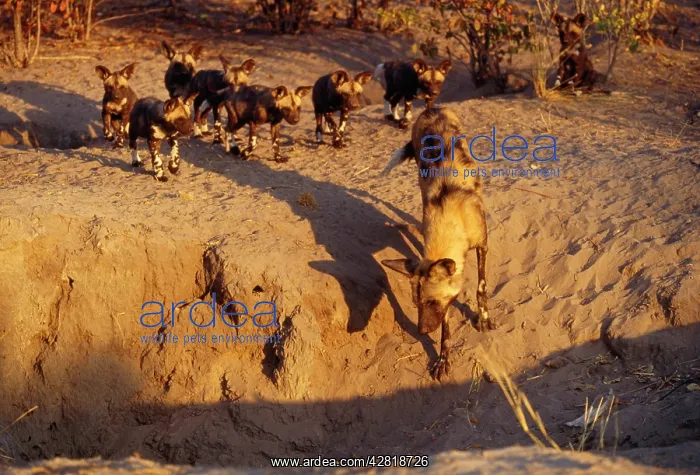 : Wild Dog - alpha female inspects the new den site