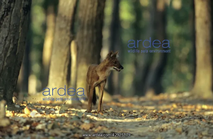 : Wild Dog / Dhole in the Sal forest : Wild Dog / Dhole in the Sal forest