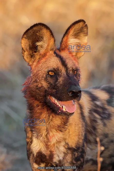 : Wild dog (Lycaon pictus), animal portrait, bloody : Wild dog (Lycaon pictus), animal portrait, bloody