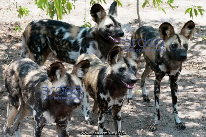 : Wild Dog (Lycaon pictus), Captive, Hoedspruit : Wild Dog (Lycaon pictus), Captive, Hoedspruit