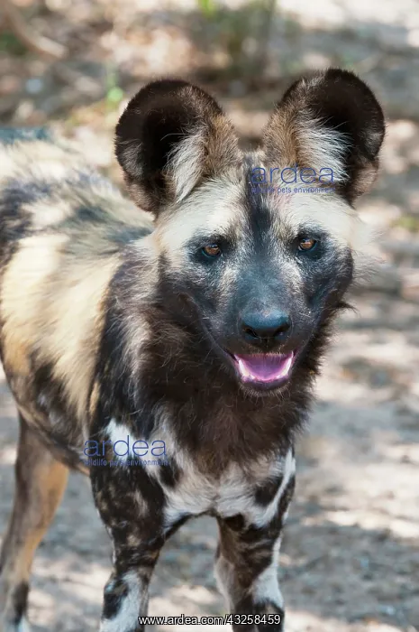 : Wild Dog (Lycaon pictus), Captive, Hoedspruit : Wild Dog (Lycaon pictus), Captive, Hoedspruit